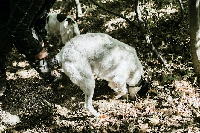 Truffle Hunting With Tasting - Inclusions