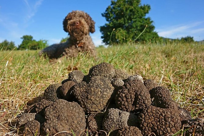 Truffle Hunting With Tasting Included - Umbria, Italy - Inclusions in the Package