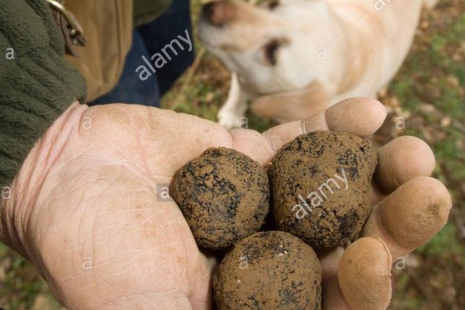 Truffle Hunting With Wine Tasting in Chianti - Meeting Point and Directions
