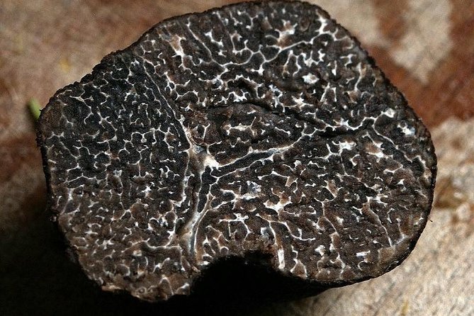 Truffle Hunting With Wine Tasting in Chianti - Customer Feedback and Ratings