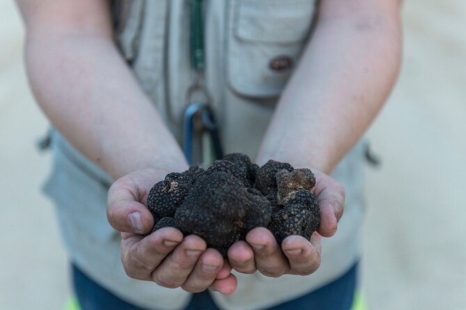 Truffle Lunch & Hunting Experience in San Gimignano - Key Points