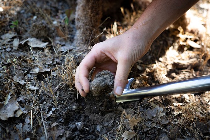 Truffle Lunch & Hunting Experience in San Gimignano - Truffle Preparation and Cooking