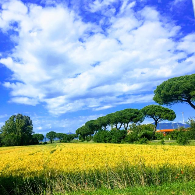 Truffle Quest & Discover Pisa - Excursion From Livorno - Truffle Hunting Experience
