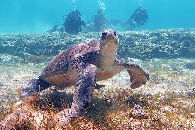 Try a Scuba Diving Experience - Review Highlights and Tour Details