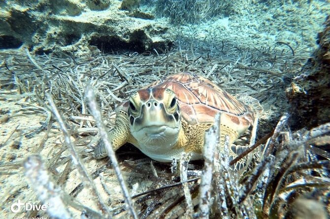 Try a Scuba Diving Experience - Accessibility and Health Considerations