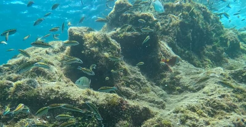 Try Dive and Have a Wonderful Experience in Lanzarote - Key Points
