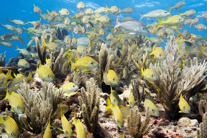 Try Dive in Cancun Underwater Museum - Frequently Asked Questions