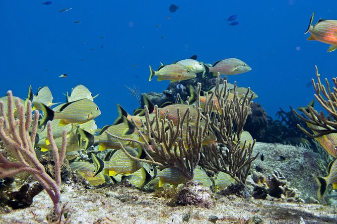 Try Dive in Cozumel Island - Location and Access