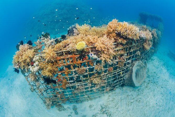 Try Dive Program in the Biorock Pemuteran - Getting the Most From Your Experience