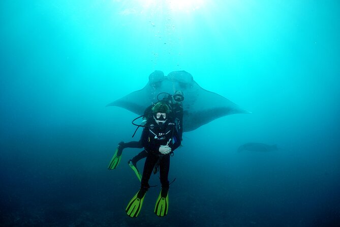 Try Dive With Manta Rays in Bali - Pickup and Transportation