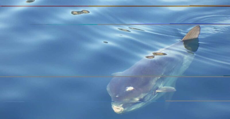 Try Diving in the Montgri Nature Reserve - Experience Details