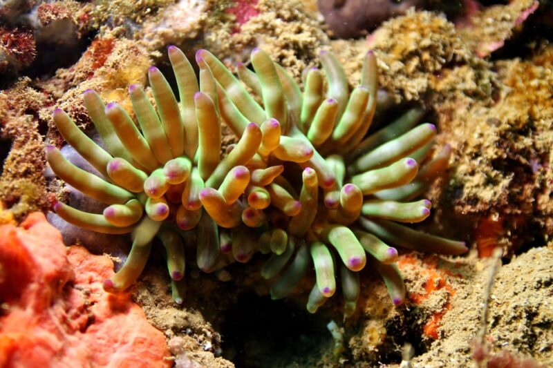 Try Diving in the Montgri Nature Reserve - Booking Process