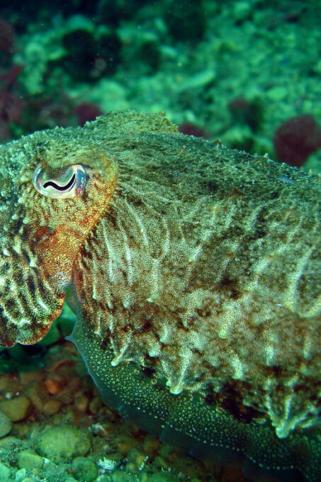 Try Diving in the Montgri Nature Reserve - Safety and Supervision