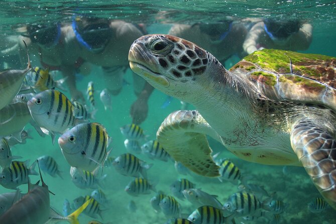 Try Guided Tour Plus Sea Turtle Snorkeling Adventure and Beachside Lunch - Highlights of the Experience