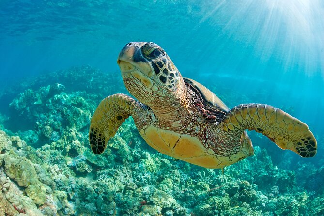 Try Guided Tour Plus Sea Turtle Snorkeling Adventure and Beachside Lunch - Guest Experiences and Feedback