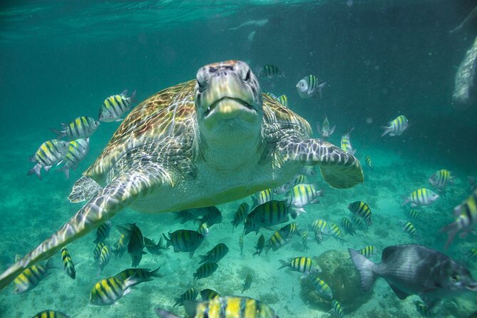 Try Guided Tour Plus Sea Turtle Snorkeling Adventure and Beachside Lunch - Overall Rating and Reviews