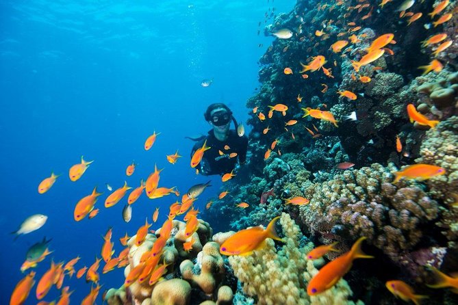 Try Scuba Dive (Baptism of the Sea) - Cancellation and Support