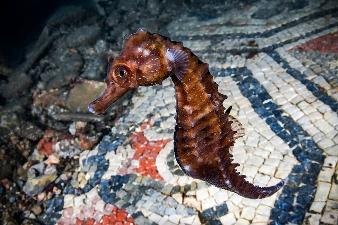 Try Scuba Dive on the Underwater Roman Ruins in Baia From Naples - Good To Know
