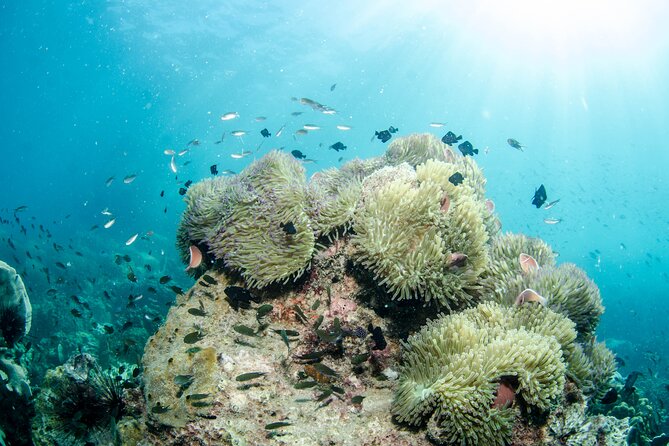 Try Scuba Diving 2 Dives Bang Bao - Inclusions