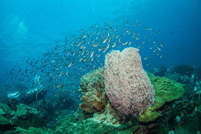 Try Scuba Diving 2 Dives Bang Bao - Cancellation Policy