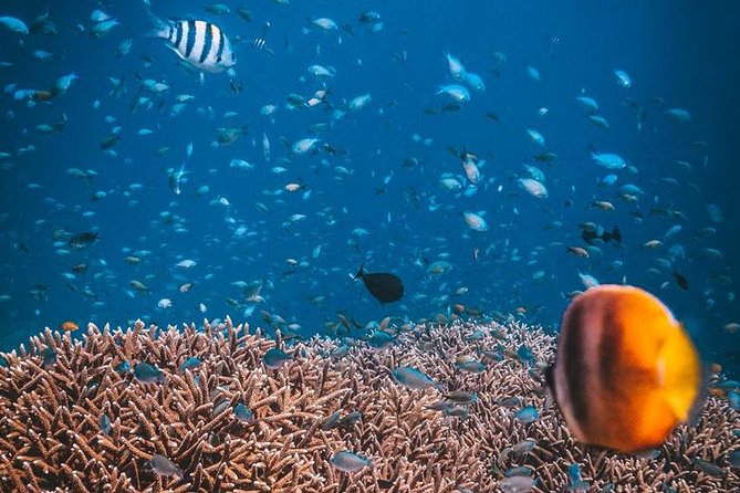 Try Scuba Diving - Participant Information