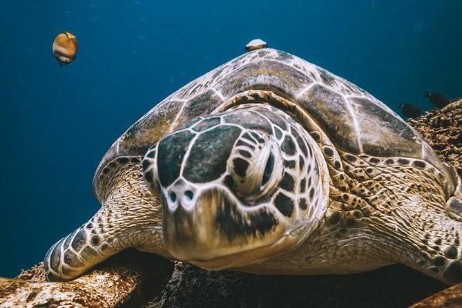 Try Scuba Diving - Customer Feedback