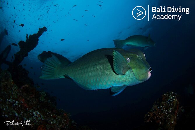 Try Scuba Diving at the Liberty Wreck Tulamben (From South Bali ) 1 or 2 Dives - Diving Experience and Equipment