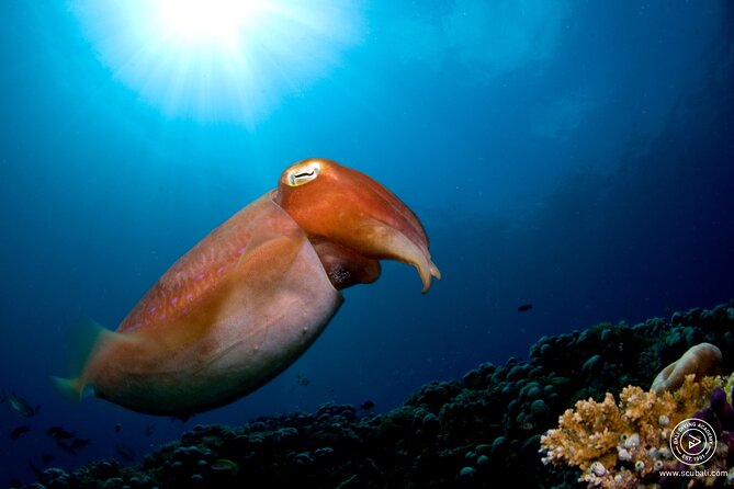 Try Scuba Diving at the Liberty Wreck Tulamben (From South Bali ) 1 or 2 Dives - Booking and Cancellation Policy