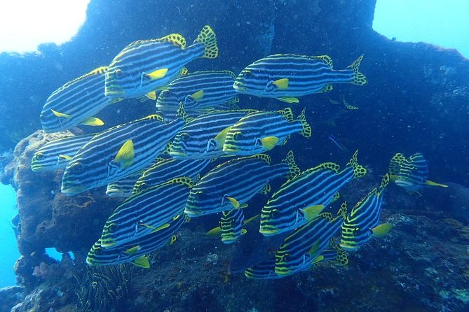 Try Scuba Diving at the Liberty Wreck Tulamben (From South Bali ) 1 or 2 Dives - Health and Safety Considerations