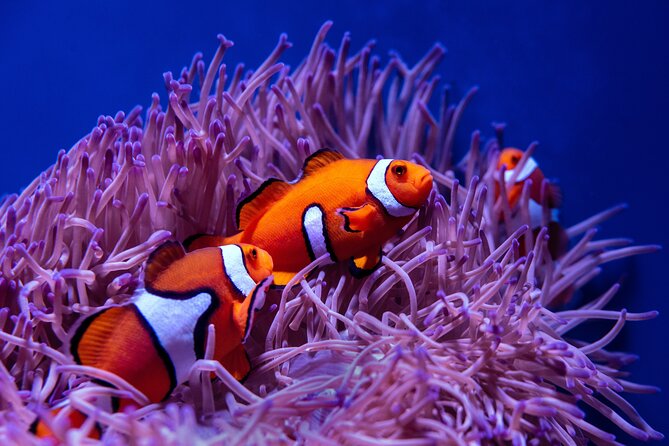 Try Scuba Diving at the Liberty Wreck Tulamben (From South Bali ) 1 or 2 Dives - Whats Included in the Activity