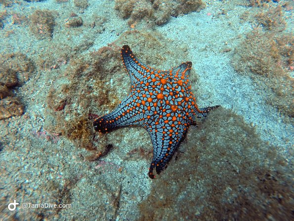 Try Scuba Diving / Basic Diver - Customer Reviews and Experiences