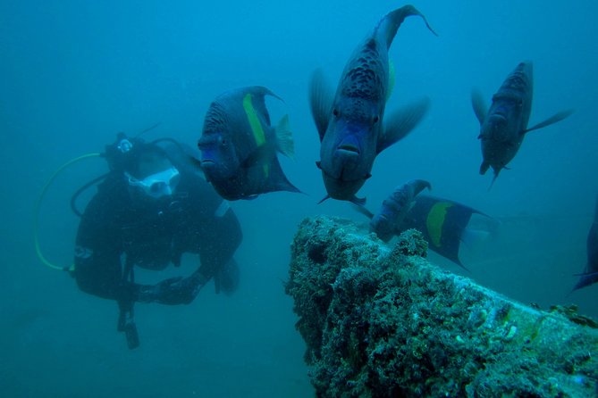 Try SCUBA Diving - Meal Included