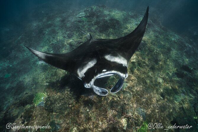 Try Scuba Diving for Beginners with manta rays (Non - Certified) - An Honest Look at the Experience