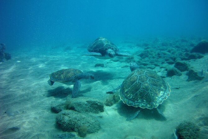 Try Scuba Diving in a Turtle Area (Boat) - Exploring the Underwater World