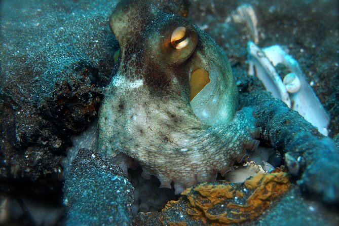 Try Scuba Diving in a Turtle Area (Boat) - Sighting Marine Wildlife