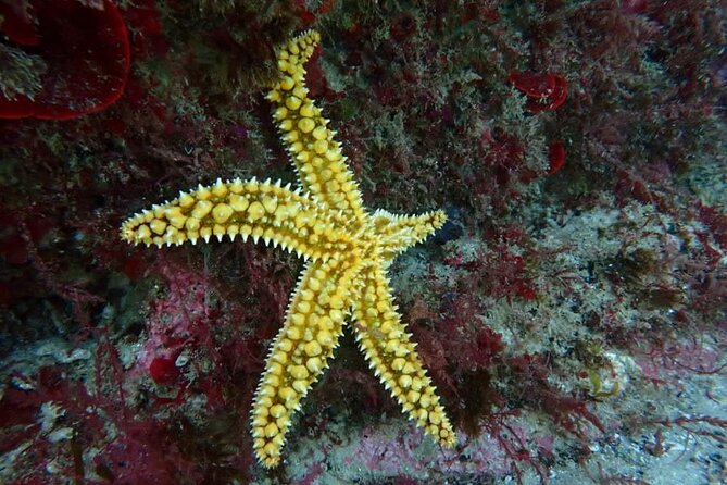 Try Scuba Diving in Arrabida Natural Park (Near Lisbon) With Pictures - Underwater Photography Service