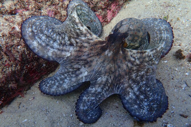 Try Scuba Diving in Arrabida Natural Park (Near Lisbon) With Pictures - Exploring the Arrabida Natural Park