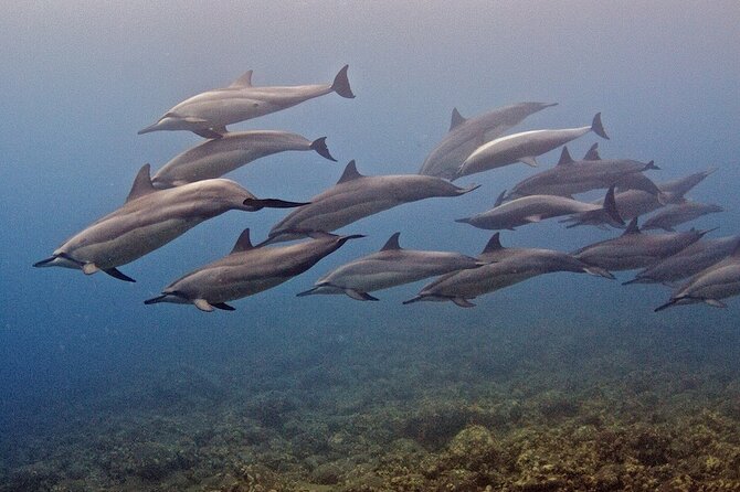 Try Scuba Diving in Kauai: No Experience Needed - Participation Requirements and Considerations