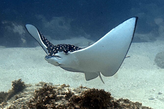 Try Scuba Diving in Kauai: No Experience Needed - Exploring the Underwater World of Kauai
