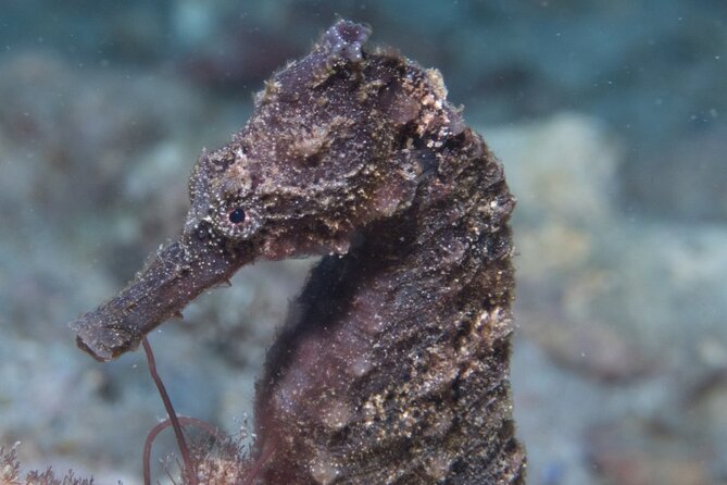 Try Scuba Diving in Kauai: No Experience Needed - Booking and Cancellation Policies