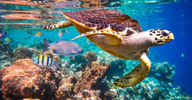 Try Scuba Diving in Racha Yai: 2 Dives for Non-Certified - Inclusions and Amenities