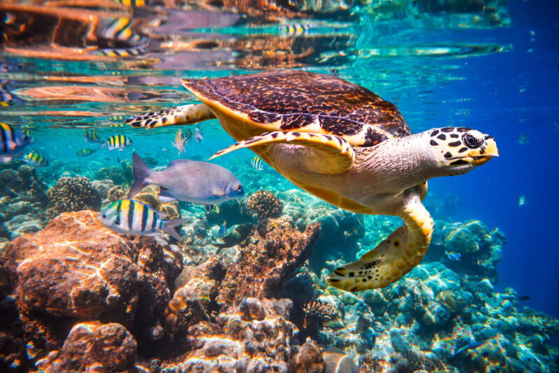 Try Scuba Diving in Racha Yai: 2 Dives for Non-Certified - Optional Add-ons
