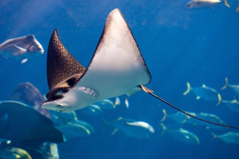 Try Scuba Diving in Racha Yai: 2 Dives for Non-Certified - Safety and Insurance