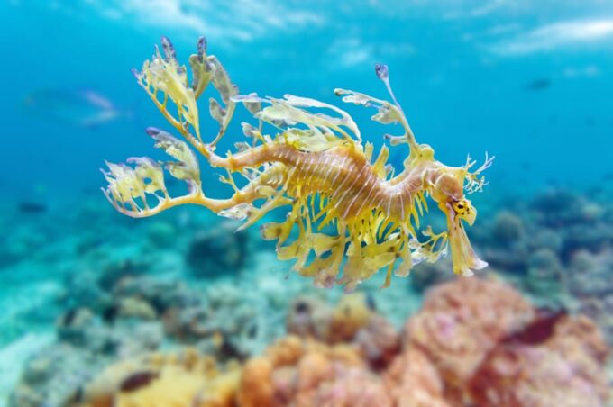 Try Scuba Diving in Racha Yai: 2 Dives for Non-Certified - Frequently Asked Questions