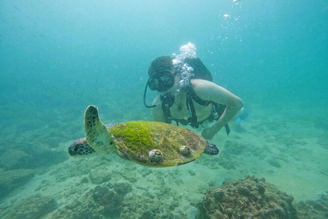 Try Scuba Diving & Snorkeling With BBQ Lunch & Transfer - Luxury Dive Boat and Guided Excursion
