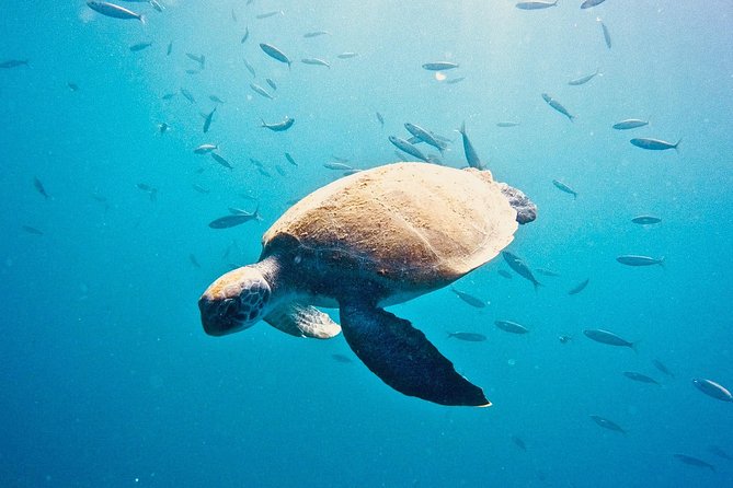 TRY SCUBA DIVING With a Dedicated Instructor - Activity Details