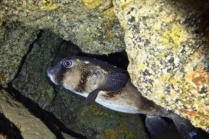 TRY SCUBA DIVING With a Dedicated Instructor - Inclusions