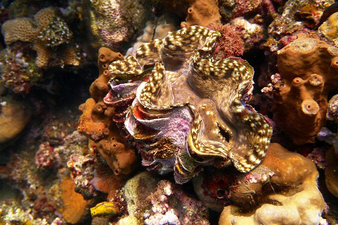 Try Scuba DIVING With BALI DIVING at TULAMBEN - Diving Experience and Equipment Provided