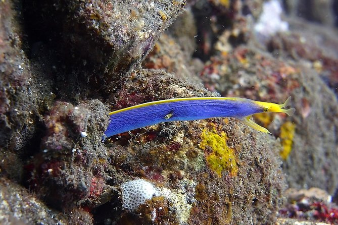 Try Scuba DIVING With BALI DIVING at TULAMBEN - Itinerary and Schedule Overview