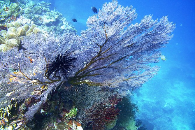 Try Scuba DIVING With BALI DIVING at TULAMBEN - Positive Customer Feedback and Reviews